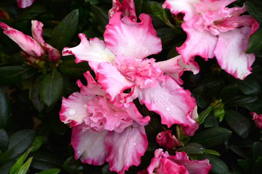 DSC_1232.JPG