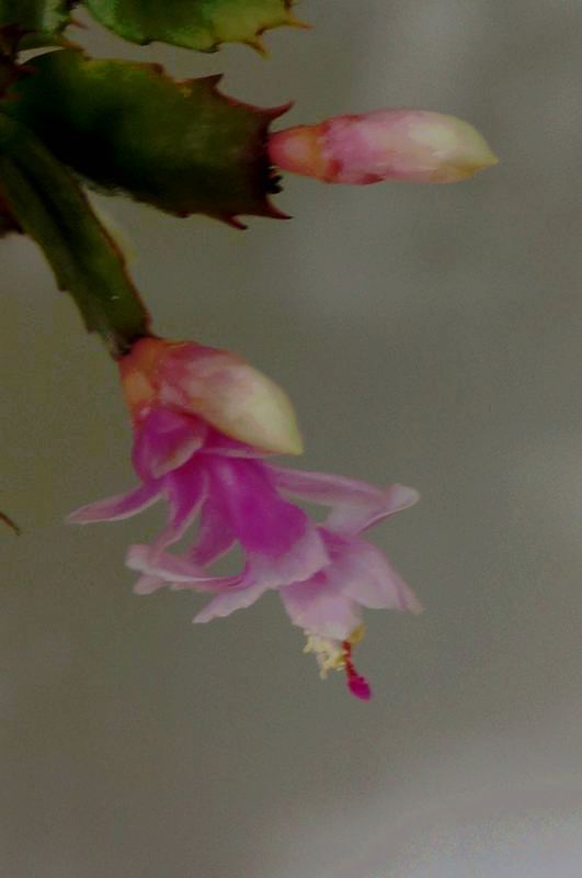 DSC07460.JPG