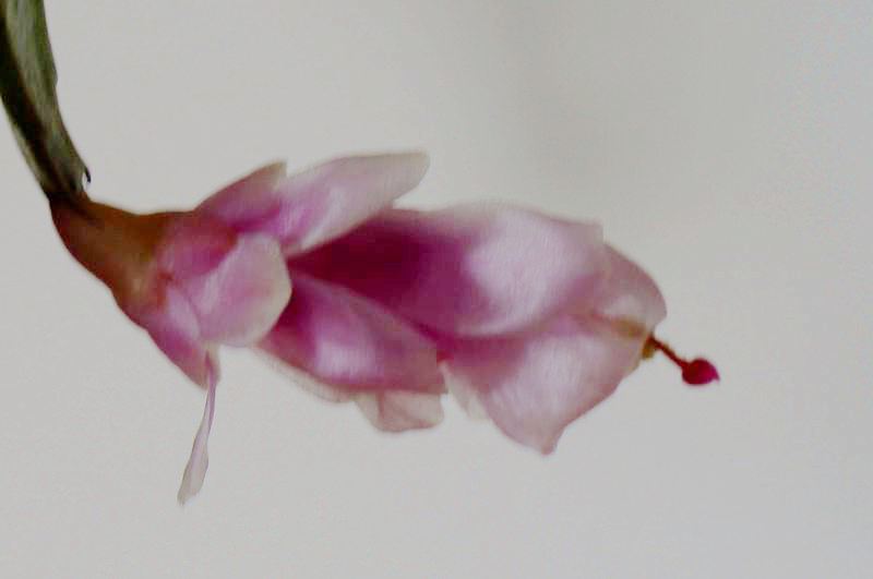 DSC07462.JPG