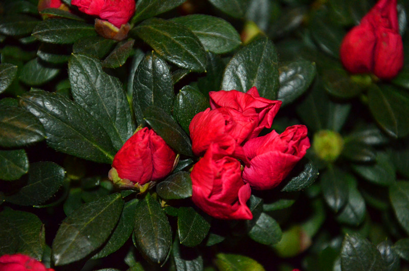 DSC_0585_副本.jpg
