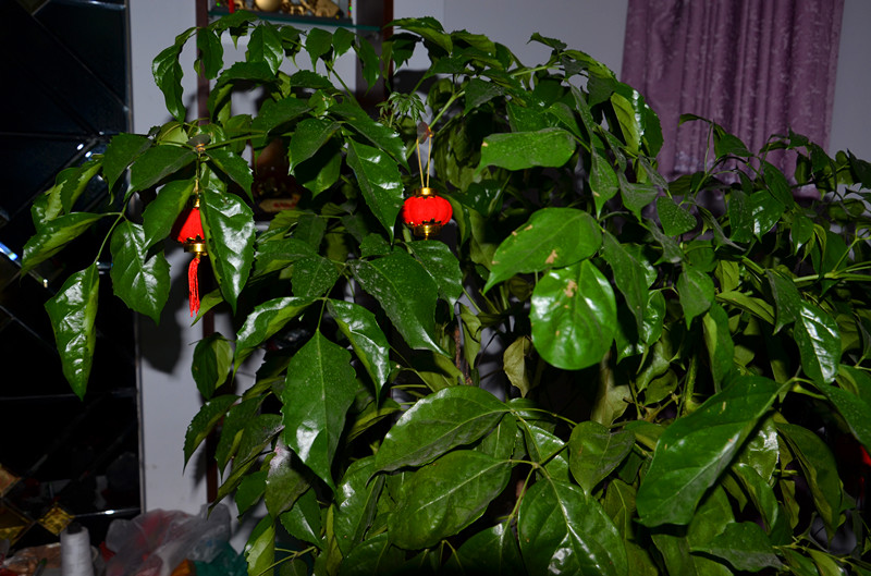 DSC_0578_副本.jpg