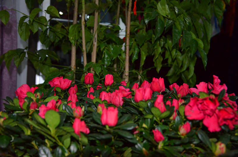 DSC_0605_副本.jpg