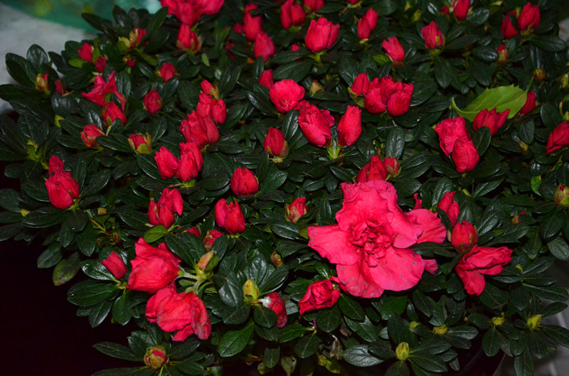 DSC_0603_副本.jpg