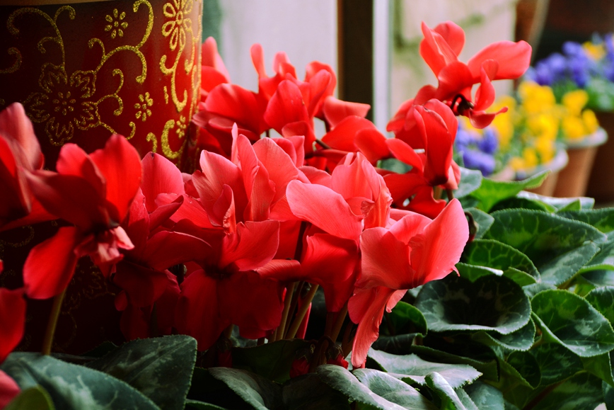 DSC_1369.JPG