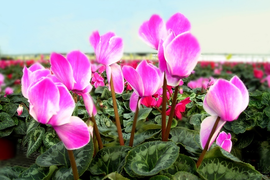 DSCN1214.JPG