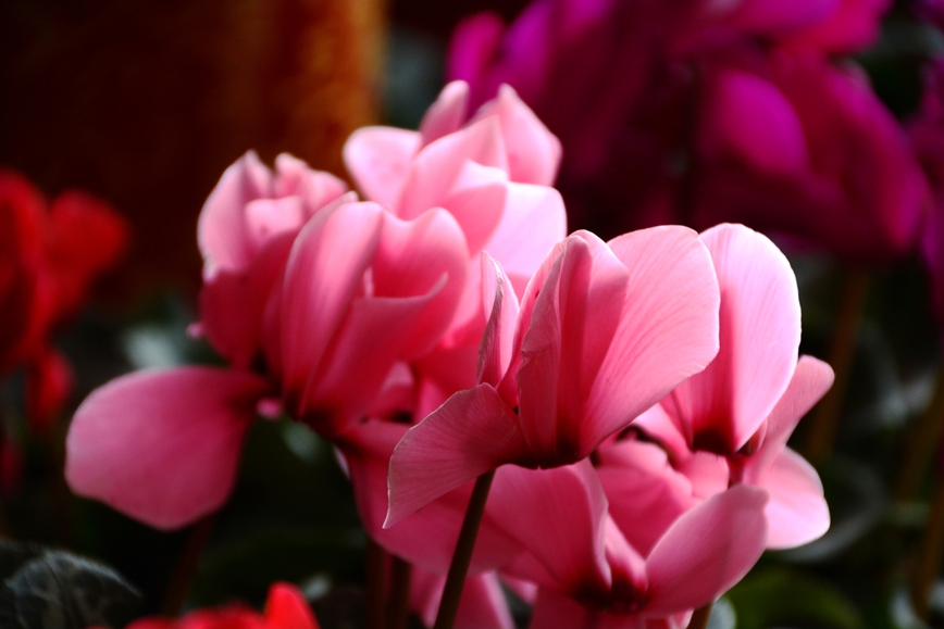 DSC_1370.JPG