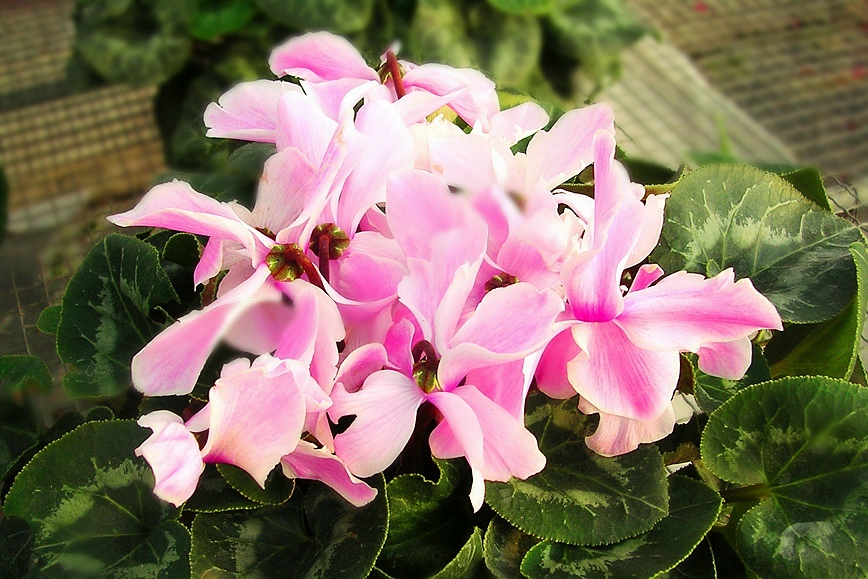 DSCN1222.JPG