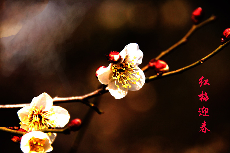 _MG_4960 1.jpg