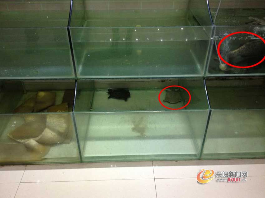 味庄死鱼.jpg