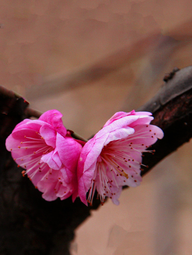 _MG_6963 2.jpg
