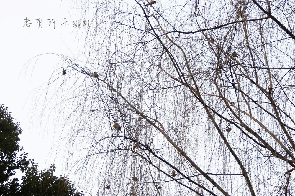 莺歌燕舞闹新春 003_nEO_IMG.jpg