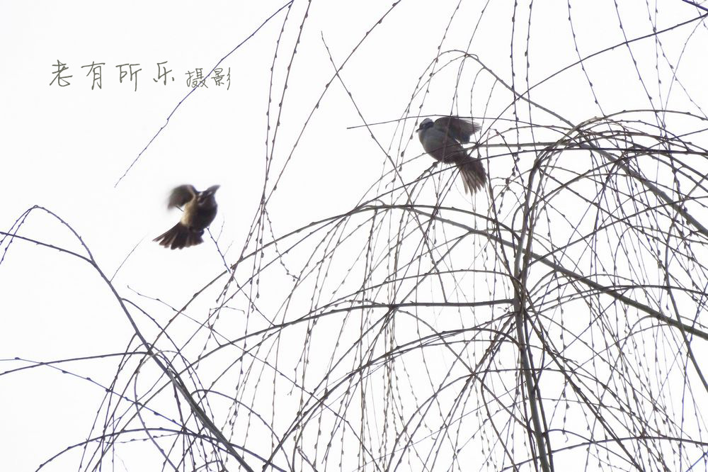 莺歌燕舞闹新春 006_nEO_IMG.jpg