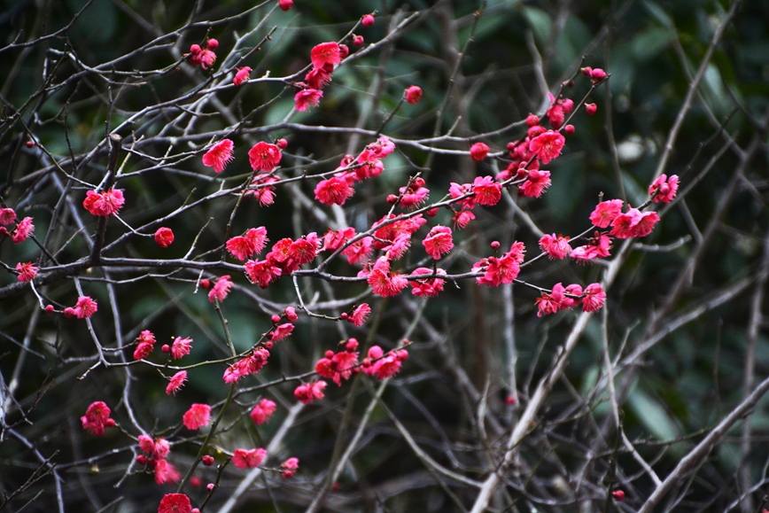DSC_0908.JPG