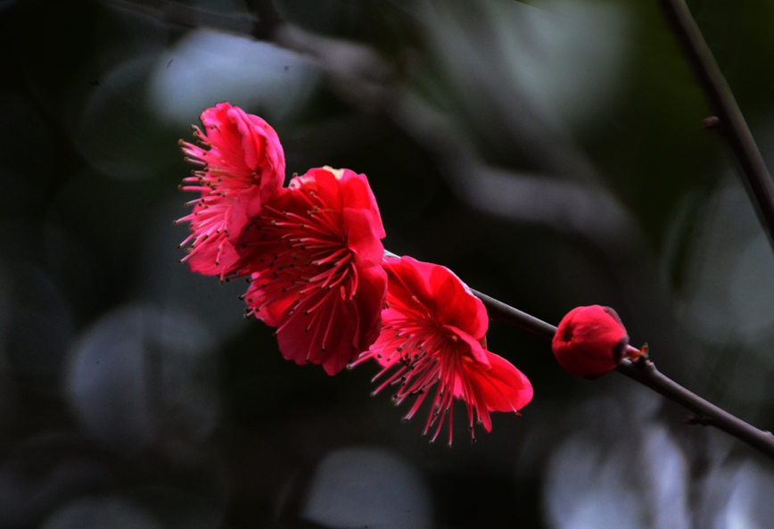 DSC_0898.JPG