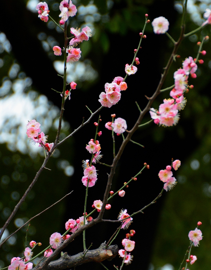 DSC_0883副本.jpg