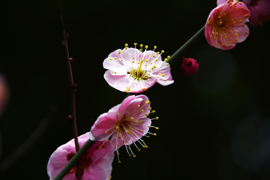DSC_0847.JPG