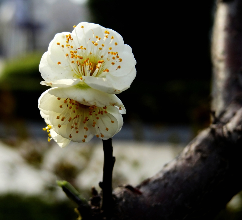 DSC01039_副本_副本.jpg