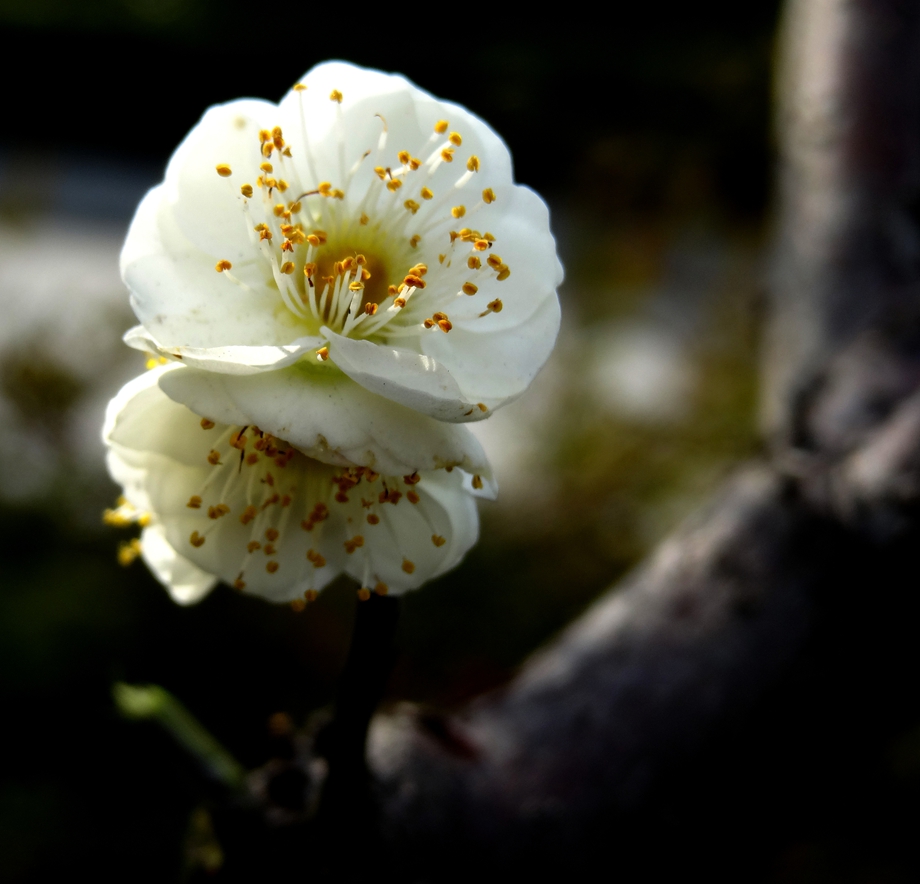 DSC01038_副本_副本.jpg