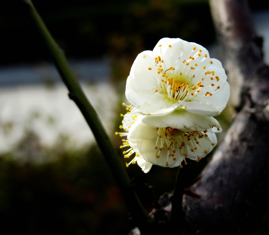 DSC01037_副本_副本.jpg