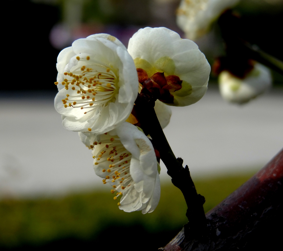 DSC01035_副本_副本.jpg