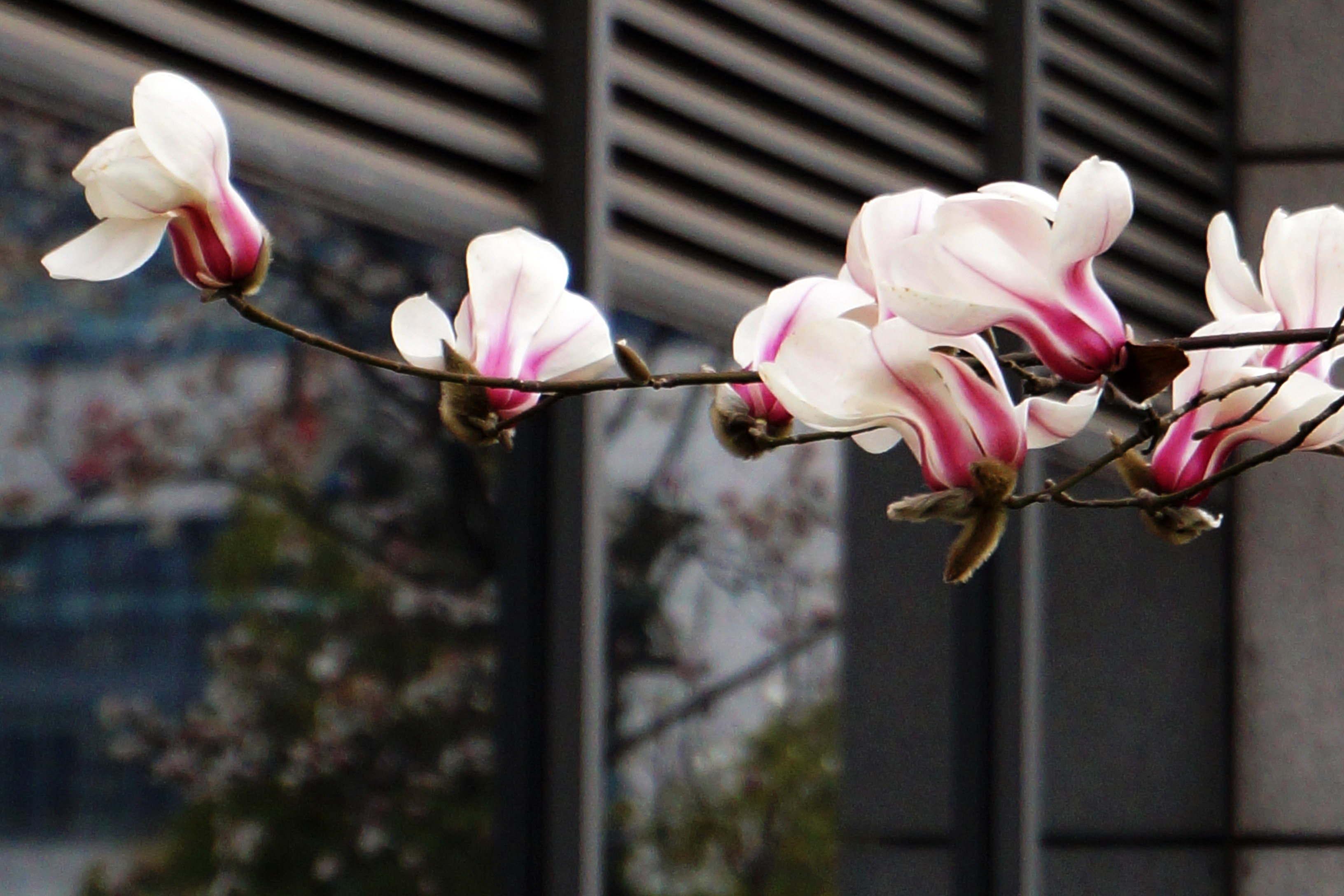 DSC03787.JPG
