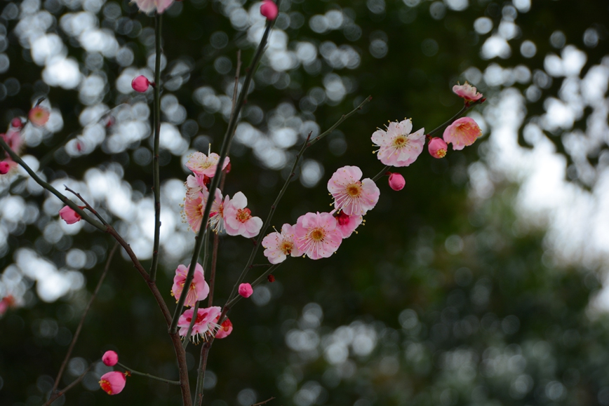 DSC_0887.JPG