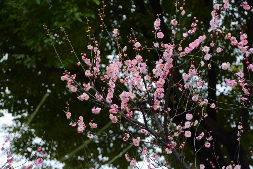 DSC_0873.JPG