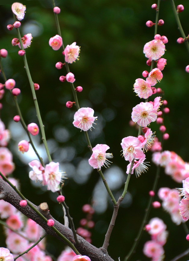 DSC_0879副本.jpg