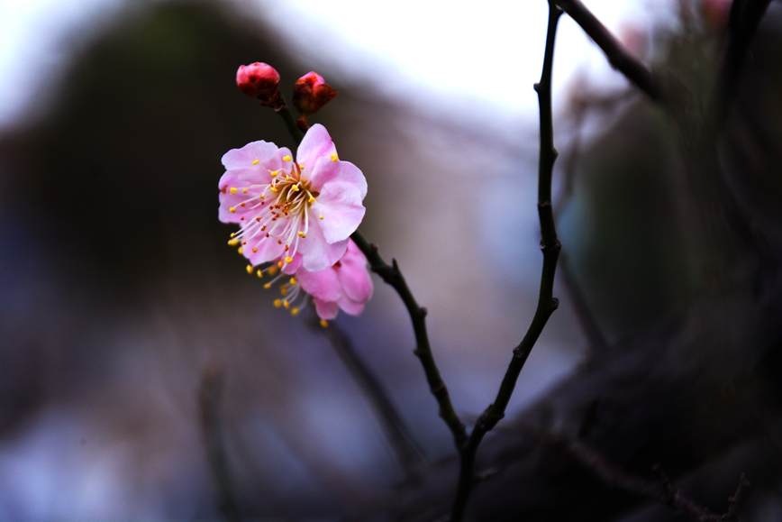 DSC_0868.JPG