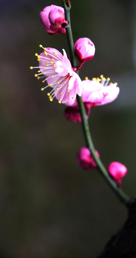 DSC_0865.JPG