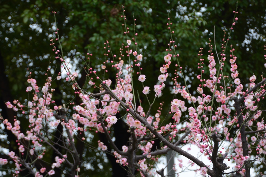 DSC_0874.JPG