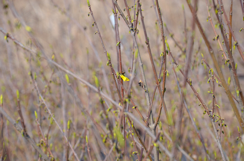 DSC_0501_副本.jpg