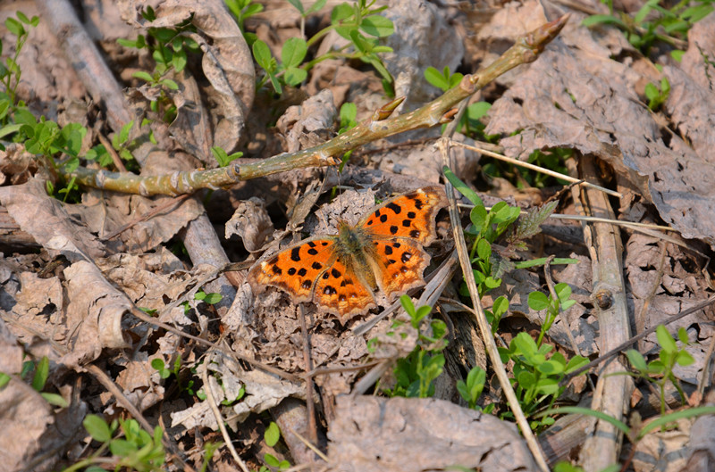 DSC_0552_副本.jpg