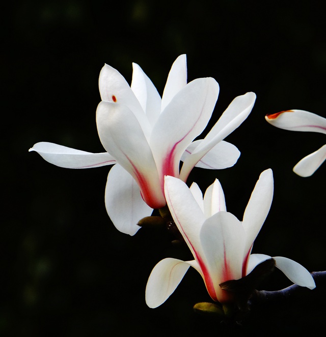 DSC04829_副本.jpg