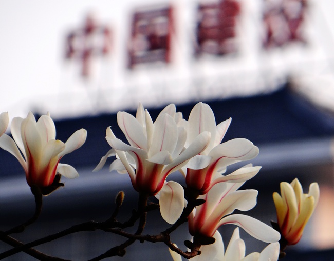 DSC04837_副本.jpg
