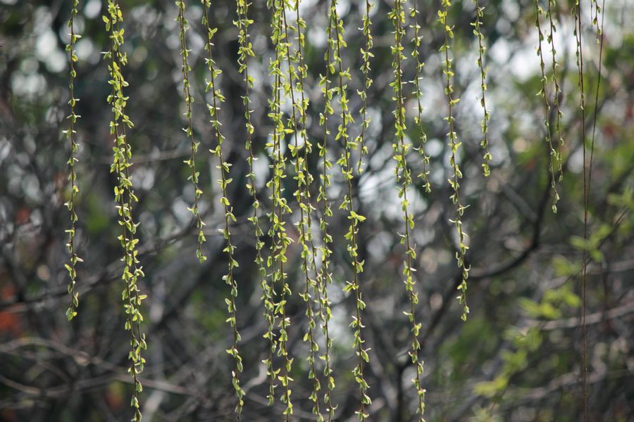_MG_7644.JPG