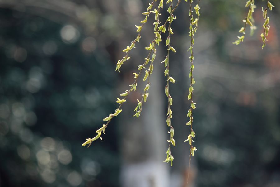 _MG_7652.JPG
