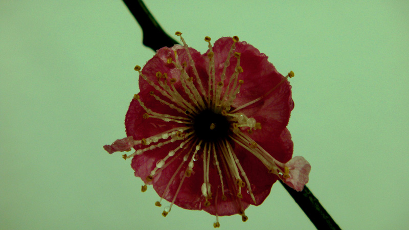 DSC02261 2.jpg