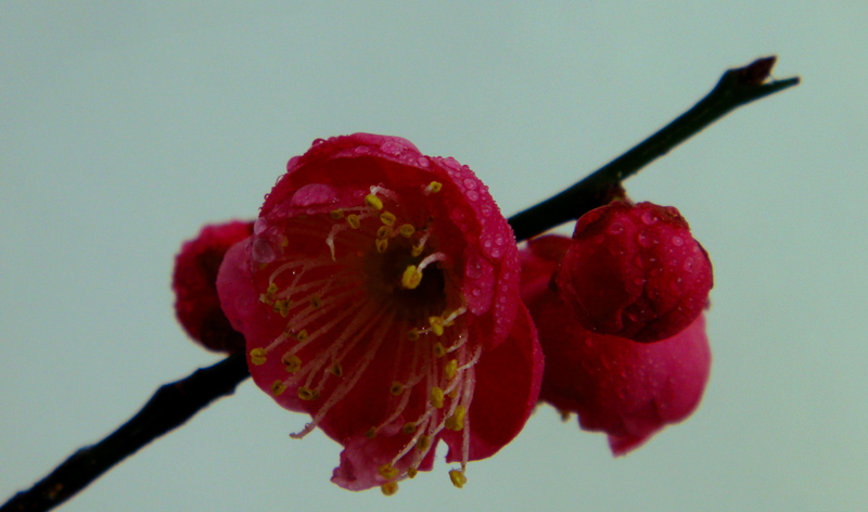 DSC02262 2.jpg