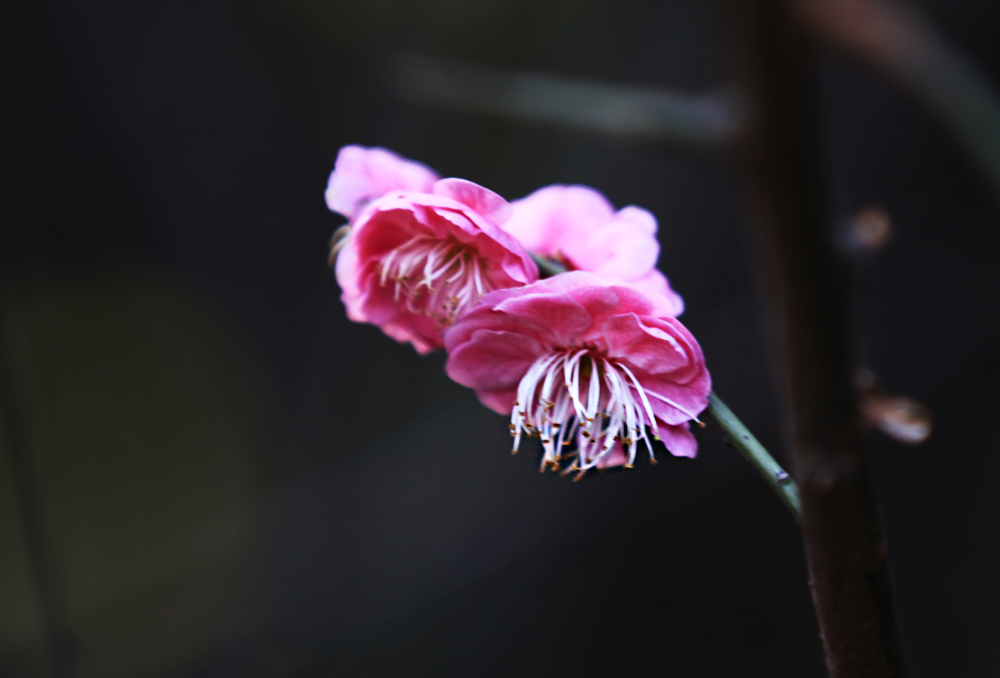 IMG_3751.jpg