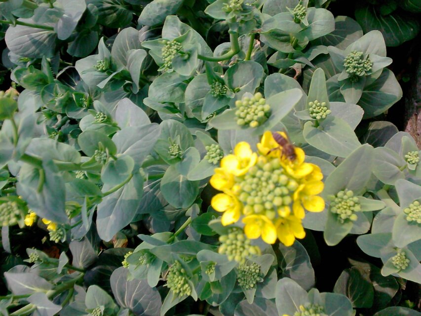 蜜蜂采花蜜。