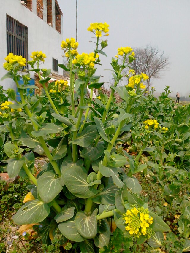 菜花与枯树的对比。