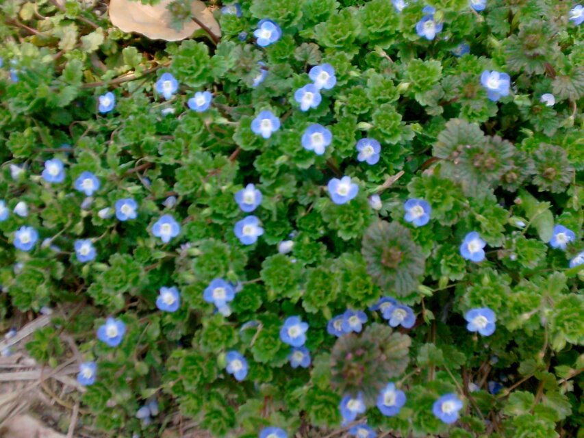 小野花。