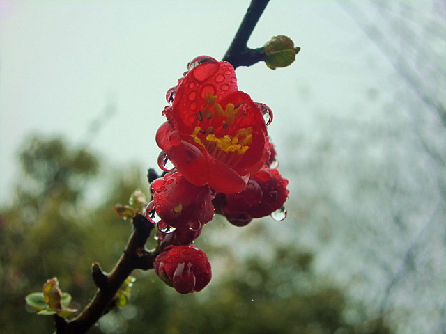 CIMG8970.JPG