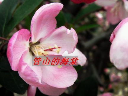 海棠花0.jpg