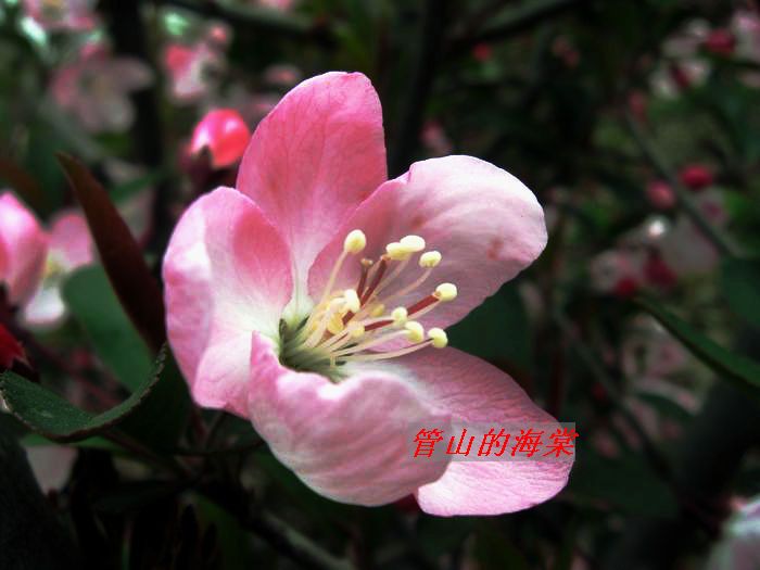 海棠花1.jpg
