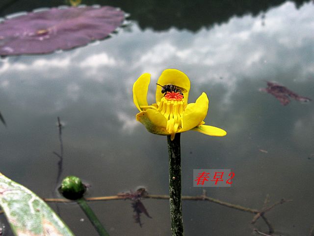 春花与蜜蜂.jpg