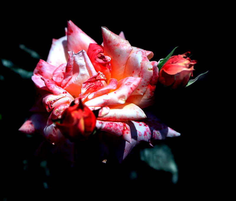 白龙寺的花花2.jpg