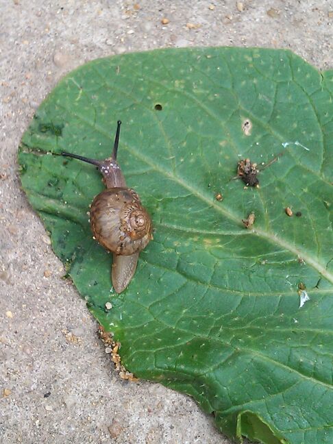 绿叶蜗牛..jpg