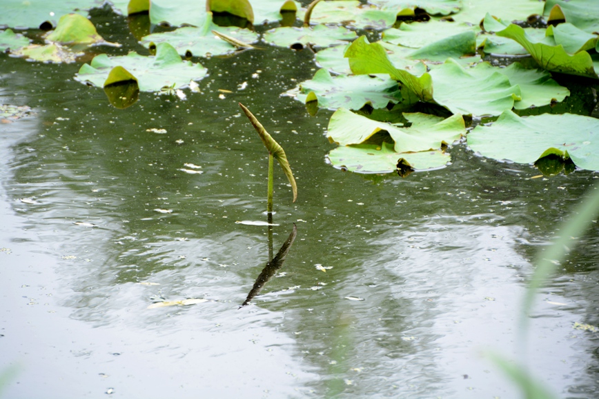 DSC_5616.JPG